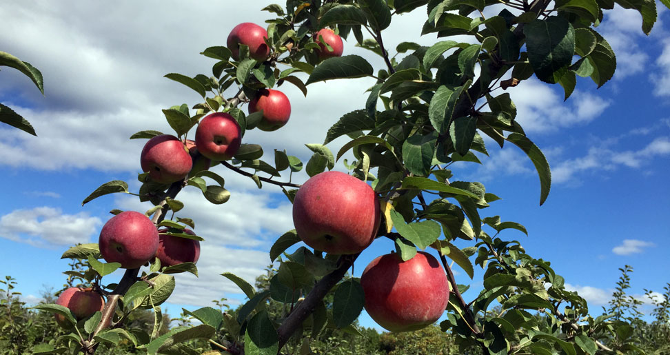 Tayco Team Event - Apple Picking